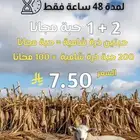 ذرة شامية ( حبتين   حبة مجانا )