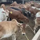 موجود جميع انوع الابقار حسائل بلدي