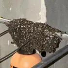 نحل