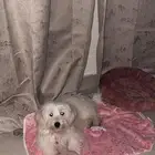 كلب مالتيز