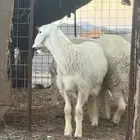 ذبايح مكرمه او مشاريع فحل