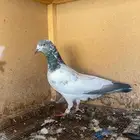 طبات حمام باكستاني للبيع