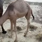 حاشي للبيع