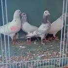 زوج باكستاني