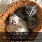 قطط مافيهم اي أمراض ولا مرا طلعو من البيت