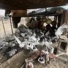 حمام بلدي وباكستاني