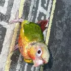 فرخ كنيور رد فاكتور ينام على ضهره و يقبل غر تم البيع