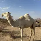 بكره
