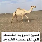 للبيع الظروبه الشقحاء الكفوو على جميع الشروط