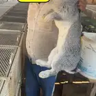 عرض ارانب فلاندر الماني ( عملاق)