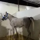 مهره واهو