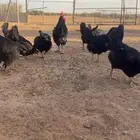 للبيض بيض تركي ولهومان