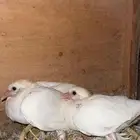 للبيع فروخ حمام