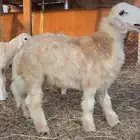 مشروع فحل نجدي