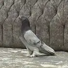 حمام تركي