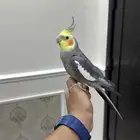 كروان اليف وهدد ومتكلم ( تم البيع)