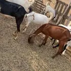 معزا للبيع