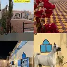 اسطبل وايواء خيل و تصوير ب الرياض