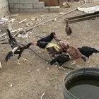 دجاج بكستاني