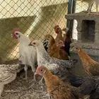 دجاج بلدي وفيومي