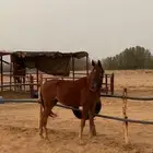 مهر