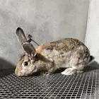 ارانب فلاندر عملاق