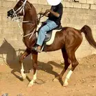 حصان واهو