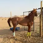 الحصان الكفو للبيع