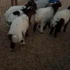 هرافي نعيم خرفان