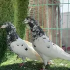 تيدي جونسرا