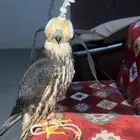 بكه تم البيع