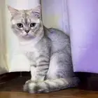سكوتش للتبي
