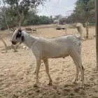 اثنين تيوس مشاريع