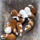 وبران فرنسيه