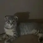 قط للبيع