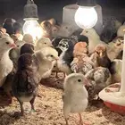صوص بلدي عمر شهر