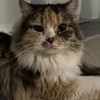 قطة شيرازية للتبني