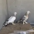 طبات اتراك