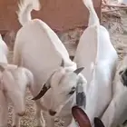 تيوس حبص بيشيه للبيع