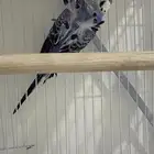 بادجي هوقو و روز البينو للبيع