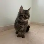 قطط لتبني