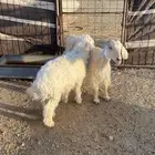 ضان ولد ورخل ذبيحه