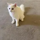 قط لتبني