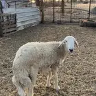 طلي حري جذع