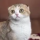 قطه انثى سكوتش فولد