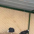 حمام زينه وقطايف