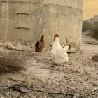 دجاج لوهمان عمر 8 شهور