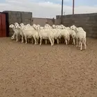 غنم رخال حريات حرش 30بالفحل