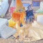 ديك براهما للبيع