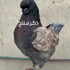 حمام كنق